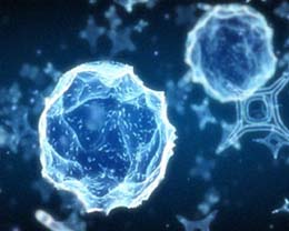 Embryonic