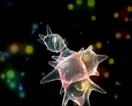 Embryonic