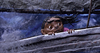 JanneHansen_asylsokere_16-9