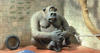 "Creature Comforts"