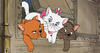 aristokattene_puser_16-9