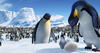 Happy Feet