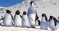 Happy Feet