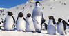 Happy Feet